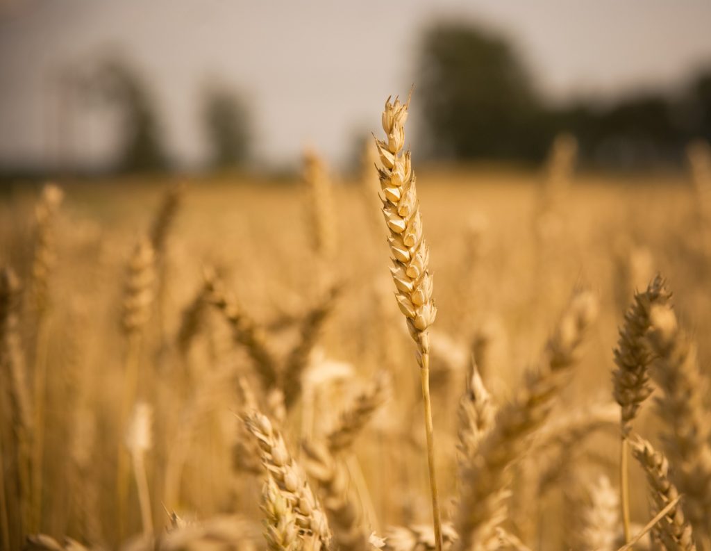 Bangladesh approves wheat purchase from the US to ease trade tensions